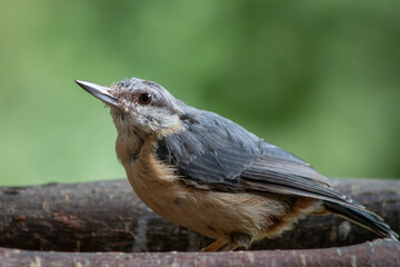 Eurasian nuthatch perched on a log