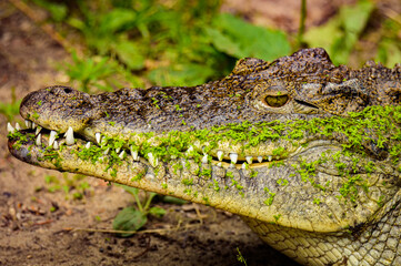 Obraz premium zoo animals, zoo, animals, wild animals, elephant, alligator, panda, red panda, monkey, rhino, birds, kangaroo, lizard, agave, turtle, giraffe, meerkat, elephant