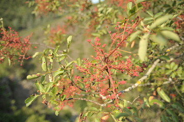 ballade en pays cathare pres de carcassonne dans le sud de la france 11 a limousis et lastours dans l'Aude