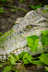 zoo animals, zoo, animals, wild animals, elephant, alligator, panda, red panda, monkey, rhino,...