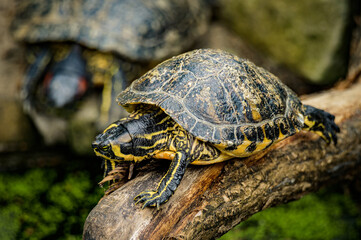 zoo animals, zoo, animals, wild animals, elephant, alligator, panda, red panda, monkey, rhino, birds, kangaroo, lizard, agave, turtle, giraffe, meerkat, elephant