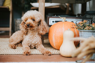 poodle dog sits on porch of the backyard decorated with pumpkins and dry grass in autumn, rustic...