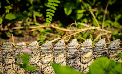 zoo animals, zoo, animals, wild animals, elephant, alligator, panda, red panda, monkey, rhino, birds, kangaroo, lizard, agave, turtle, giraffe, meerkat, elephant