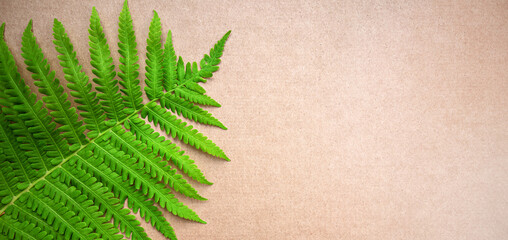 A green fern leaf on a light paper background. The rectangular size of the banner. A clean place for the text.