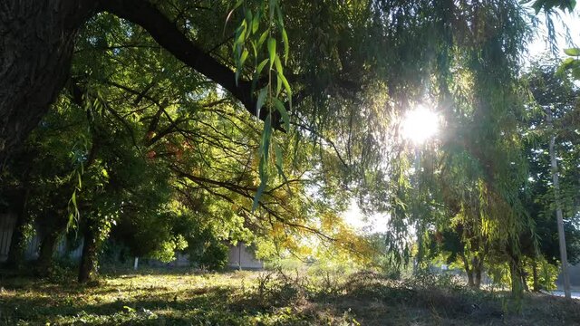 The morning autumn sun shines through the green and yellow leaves on the tree branches.  b roll