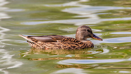 duck in the water