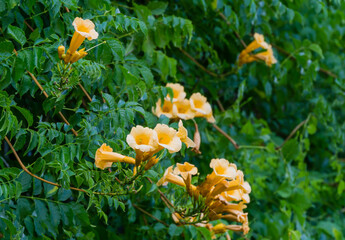 Beautiful golden yellow trumpet vine Campsis radicans Flava in blossom on green leaves background. Beautiful flowers in Public city park Krasnodar or Galitsky Park.