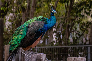 Obraz premium peacock in the park