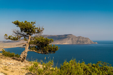 The Republic of Crimea. July 18, 2021. A lonely tree on the slope of Mount Alchak in Sudak.
