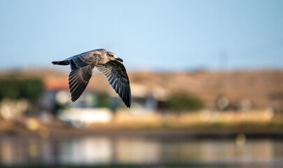 Gaivota em voo