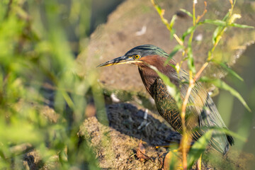 Green heron (Butorides striatus) stands on the shore of the lake.