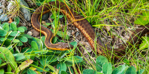  Eastern garter snake (Thamnophis sirtalis, garden snake).  One of our most commonly-seen snakes in New Hampshire, USA