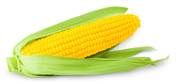 Ear Of Corn Isolated On White Background