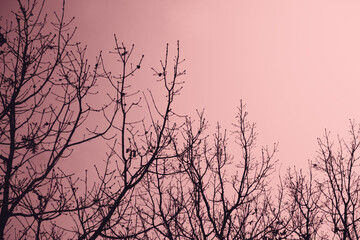 Winter tree branches against a pink background