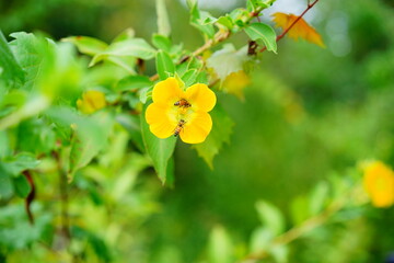 close up of yellow ludwigia octovalvis flower and bee	