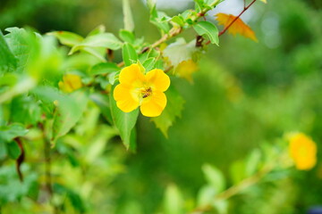 close up of yellow ludwigia octovalvis flower and bee