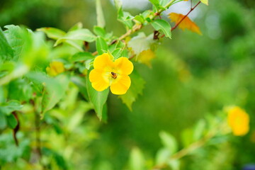 close up of yellow ludwigia octovalvis flower and bee