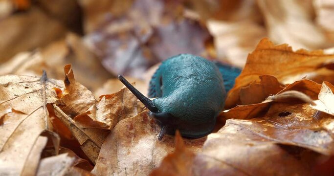 Rare blue slug with a breathing hole on the side. Bielzia coerulans or land slug - shell-less terrestrial gastropod mollusc, endemic to Carpathian Mountains in Ukraine. Cinema 4K 60fps video