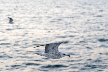 seagulls flying on sky in istanbul bosphorus