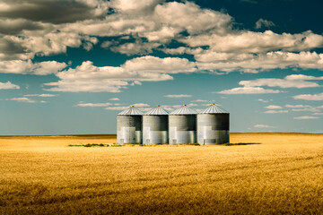 Grain silos filled with wheat on the Alberta Prairies in North America