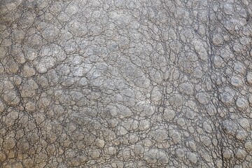 Details of elephant skin texture