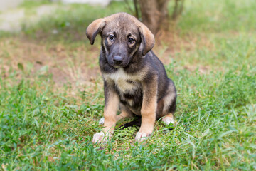 Small, sad, homeless puppy