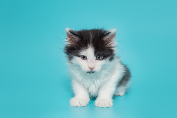 Small mongrel kitten of black and white color