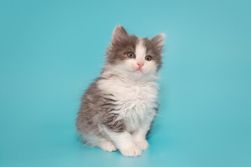 Fototapeta na wymiar Small mongrel kitten of gray and white color