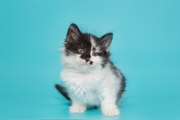 Small mongrel kitten of black and white color