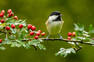 A Coal Tit