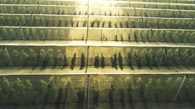 Gro&szlig;e Obstplantage mit Hagelschutznetz &uuml;ber den Baumreihen