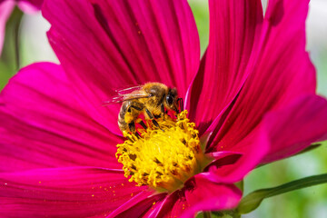bees on flowers
