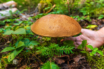 Brown Birch Bolete with a brown cap on the background of autumn leaves in woods. A woman's hand reaches for the mushroom to pluck it. Leccinum scabrum. Gathering mushrooms