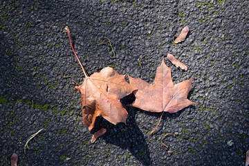 Close Up of Autumn Leaves on Pavement 