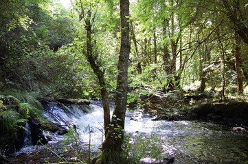 Fototapeta na wymiar Río en un área boscosa de Galicia