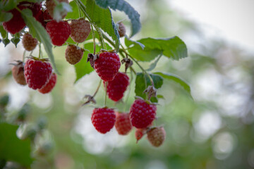 Ripe garden raspberries hang on a branch