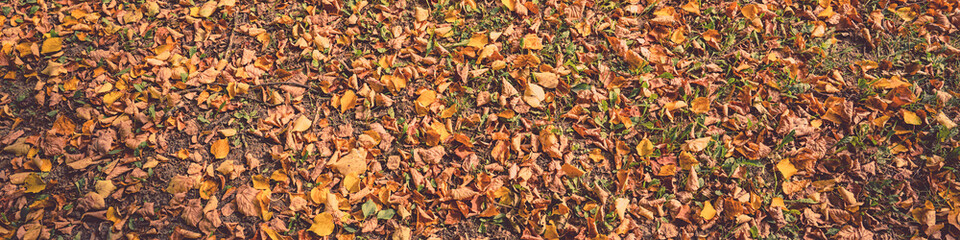 Fallen golden leaves covering ground of forest lawn top view.