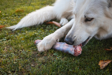 Dog eating healthy raw meat diet with bones.