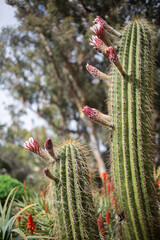 Pink bud of cactus flower. Cactus Echinopsis. Daylight, outdoor, close up. Botanic garden. Arizona cactus garden. Cover for notebook, book, album.