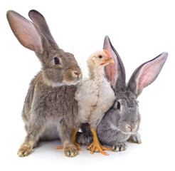 White chicken and two rabbits.