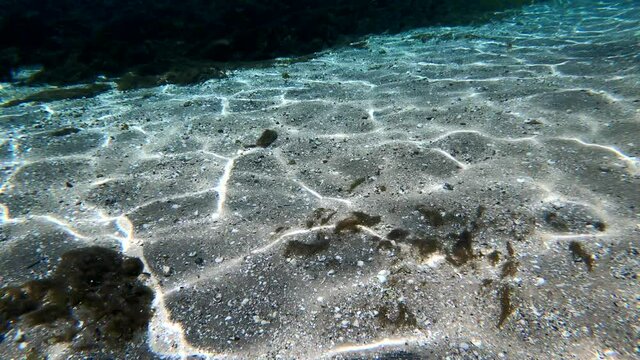 Under water at Florida spring. Silver Glen at the Ocala National Forest. With Tons of striped bass.