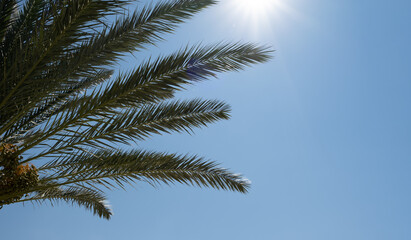Obraz na płótnie Canvas palm tree in front of blue sky background