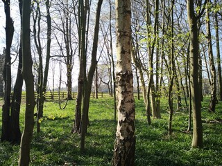 Birch Trees woods woodland view landscape England UK summer 2021