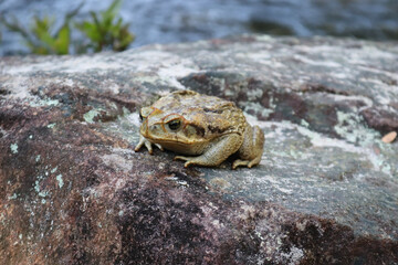 sapo na pedra


