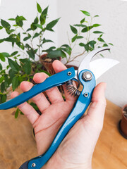 woman's hand holding turquois clipper, green plant and wooden table