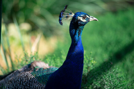 Portret of indigo peacock closeup