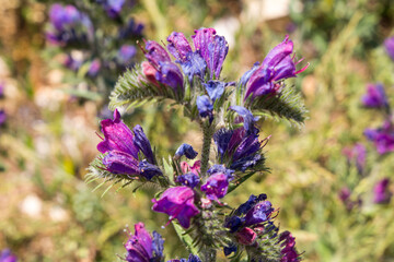 Piante di Genziana in Abruzzo