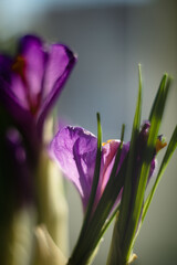 lilas crocus under spring sun