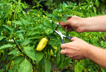 The farmer cuts the sprouts into the peppers with scissors for a good harvest. Close-up of the hands of an agronomist during work. Caring for bell pepper in the garden