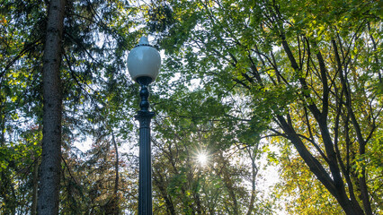 Street lantern on the summer foliage background. Sunshine. Nature concept.